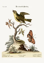 Der Indische Grünfink, 1749-73